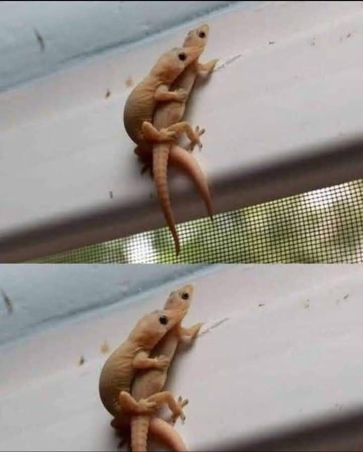 Did you know : When a lizard visits your house, it’s a sign…. Read more
